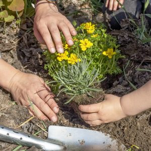 Die Hände einer erwachsene Person und eines Kinds pflanzen gemeinsam eine Blume in die Erde.