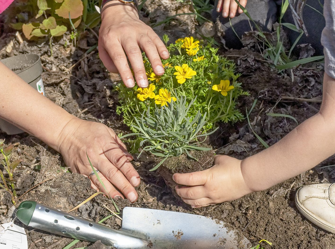 Die Hände einer erwachsene Person und eines Kinds pflanzen gemeinsam eine Blume in die Erde.